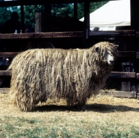 Picture of lincoln sheep side view