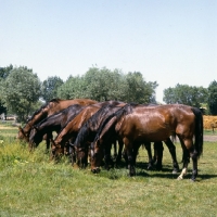 Picture of line of Furioso North Star horses grazing at Kiskunsag