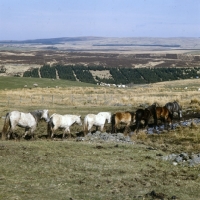 Picture of line of Highland Ponies walking on the moors in Scotland in spring