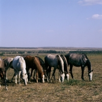 Picture of line of tersk mares grazing on meager greenery at stavropol stud, russia