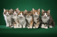 Picture of line up of Nowegian Forest kittens