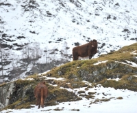 Picture of Ling Cattle in the highlands. 