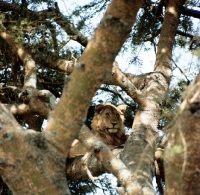 Picture of lion amongst branches in queen elizabeth national park 