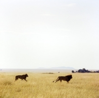 Picture of lion and lioness walking in east africa