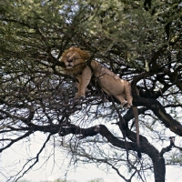 Picture of lion asleep in tree in lake manyara national park