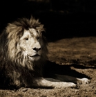 Picture of lion at windsor safari park lying on ground