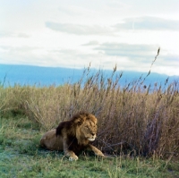 Picture of lion crouching in amboseli national park 