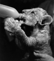 Picture of lion cub drinking from bottle