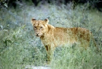 Picture of lion cub in silver foliage in kruger national park, south africa