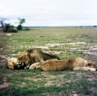 Picture of lion family playing in amboseli national park 