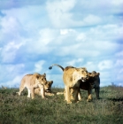 Picture of lion family playing