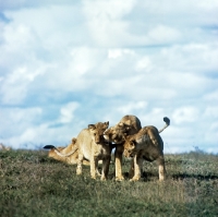 Picture of lion family playing