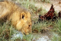 Picture of Lion havinf after dinner drink