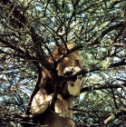 Picture of lion in a tree in lake manyara national park, africa