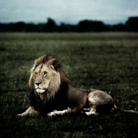 Picture of lion in amboseli national park 