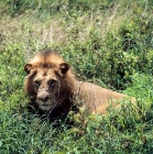 Picture of lion in lake manyara national park