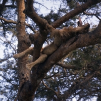 Picture of lion in tree yawning in queen elizabeth national park 