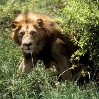 Picture of lion looking interested in lake manyara national park