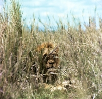 Picture of lion lurking in tall grass in amboseli national  park 
