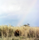 Picture of lion lying at the rainbow's end in amboseli national park 