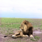 Picture of lion lying in amboseli national park 
