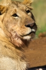 Picture of lion lying on road