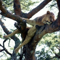 Picture of lion resting on a branch in queen elizabeth national park
