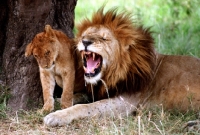 Picture of Lion roaring into cubs ear