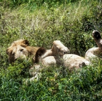Picture of lion rolling in lake manyara national park