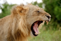 Picture of Lion showing teeth