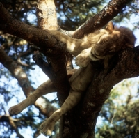 Picture of lion sleeping in a tree, queen elizabeth national park