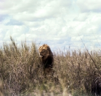 Picture of lion walking amongst long grass amboseli national  park Africa