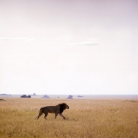 Picture of lion walking in grass in amboseli np, east Africa