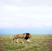 Picture of Lion walking in the African Savannah, amboseli national  park 