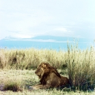 Picture of lion watching in amboseli national park