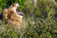 Picture of lion yawning in kenya