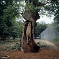 Picture of lioness climbing a hollow tree in windsor safari park