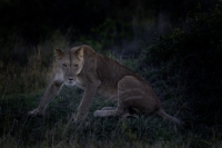 Picture of lioness getting up