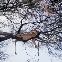Picture of lioness in a tree after a meal, lake manyara national park