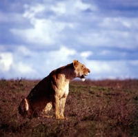 Picture of lioness in east africa, nairobi n.p.