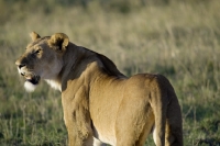 Picture of lioness in masai mara game reserve