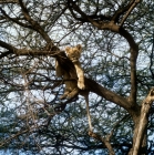 Picture of lioness in tree in lake manyara  national park 