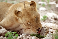 Picture of Lioness licking paw