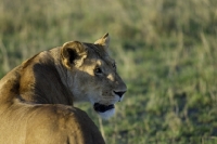 Picture of lioness looking back