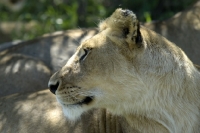 Picture of lioness looking back