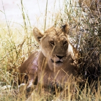 Picture of lioness lying in dry grass in amboseli national  park 