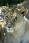 Picture of lioness portrait