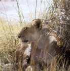 Picture of lioness resting in amboseli national  park africa