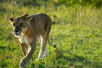 Picture of lioness walking in masai mara reserve