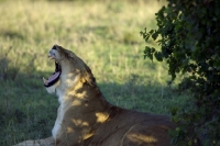 Picture of lioness yawning